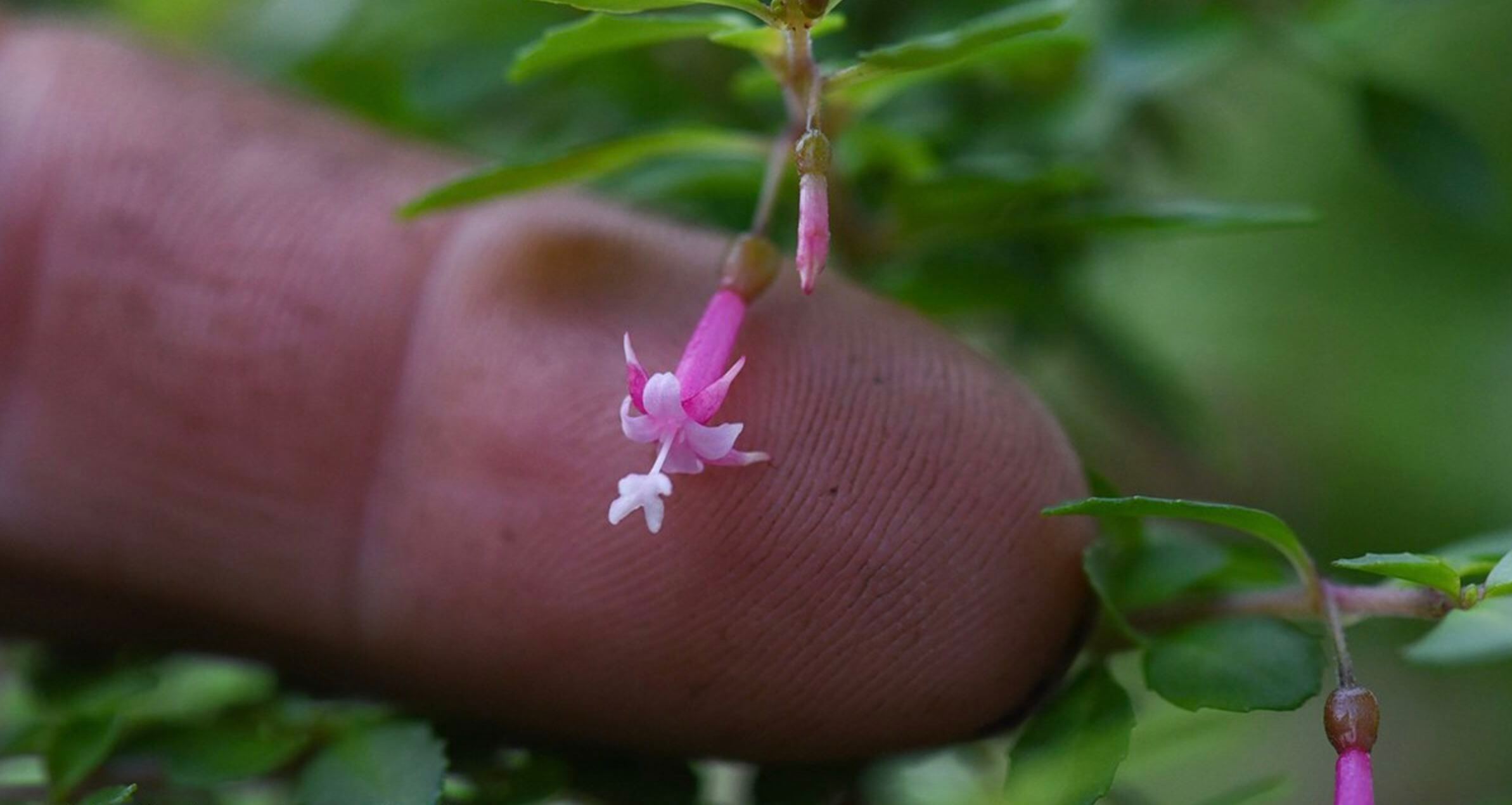 This is the smallest fuchsia I've ever seen: Fuchsia microphylla, from Central America. #fuchsia #倒挂金钟