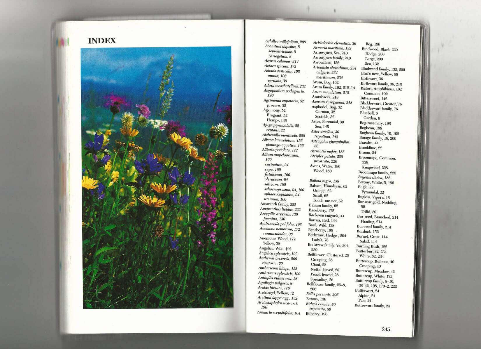 Scan of Collins Nature Guide, Wild Flowers of Britain and Europe, Index.
